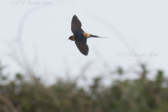 Red-rumped Swallow
