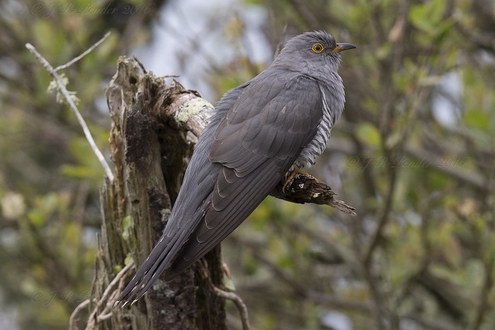 Cuckoo