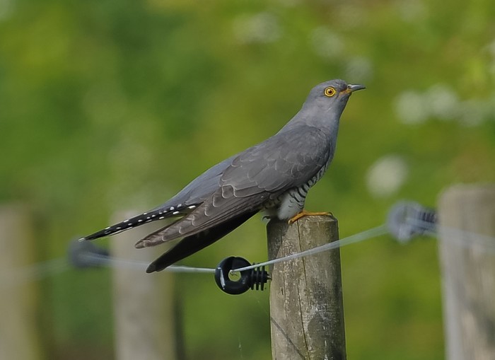 Cuckoo