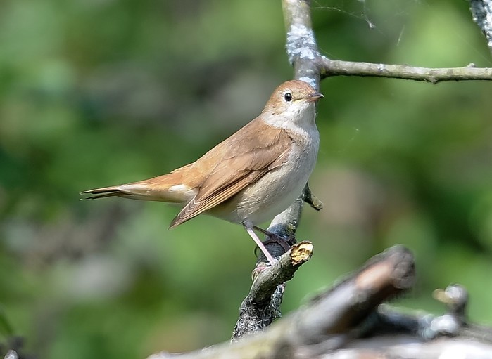 Nightingale
