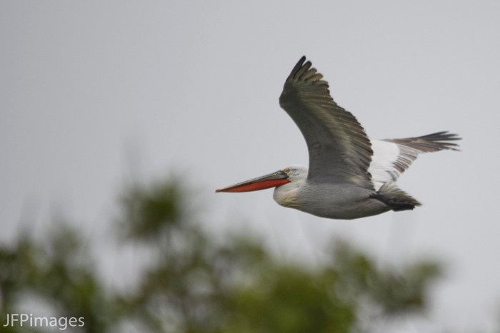 Dalmatian Pelican