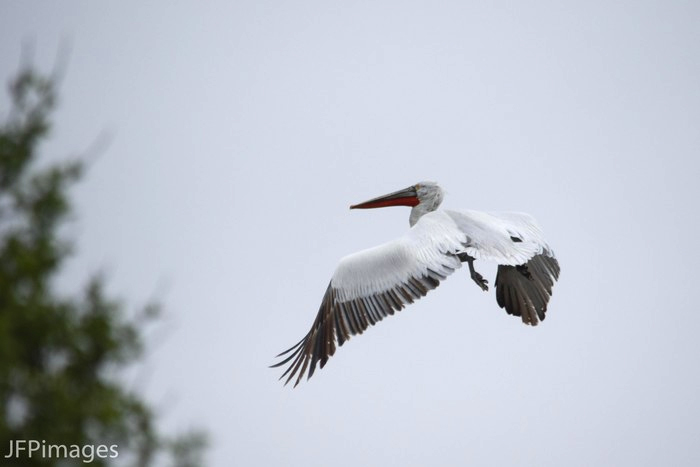 Dalmatian Pelican