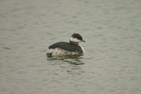 Slavonian Grebe