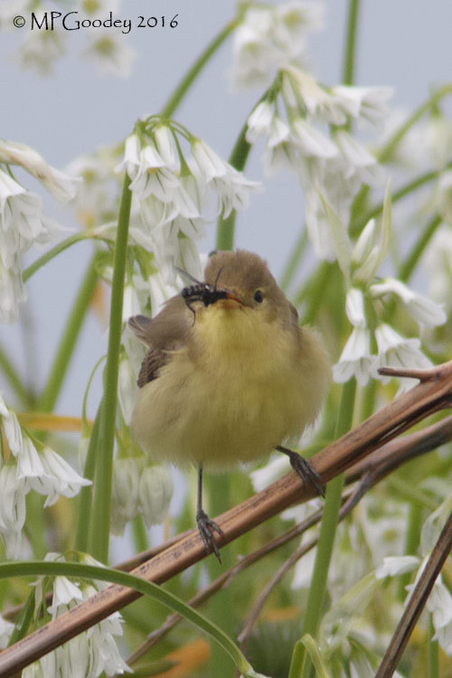 Melodious Warbler