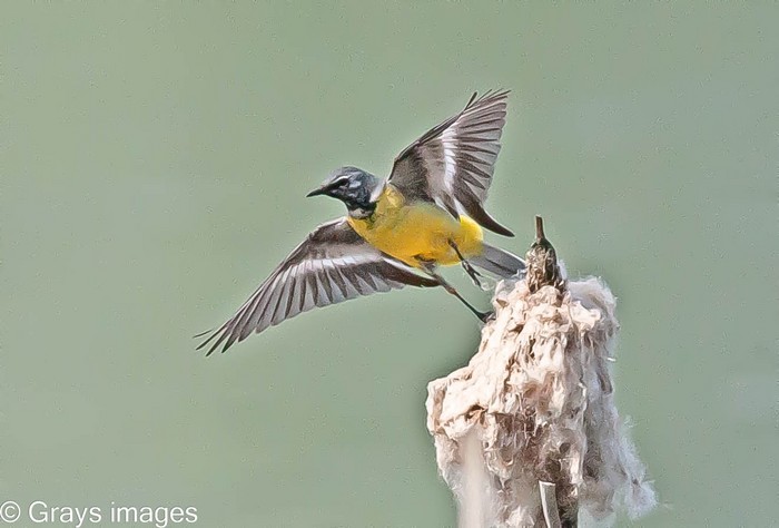 Grey Wagtail