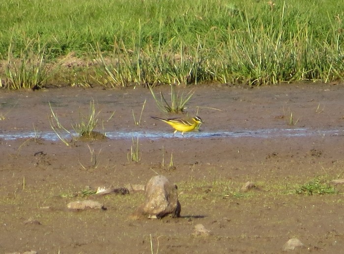 Yellow Wagtail