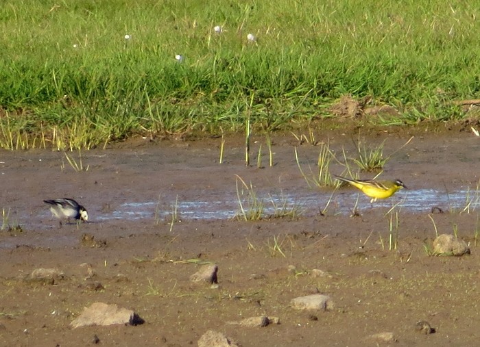 Yellow Wagtail