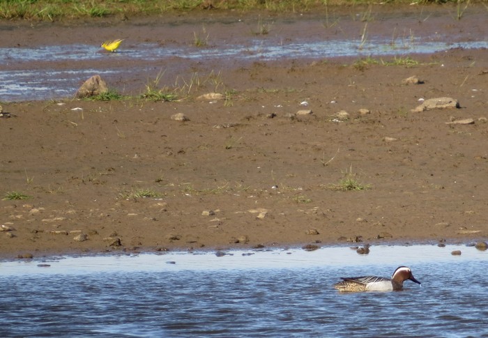 Garganey