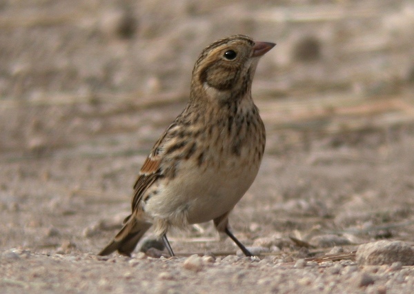 Lapland Bunting
