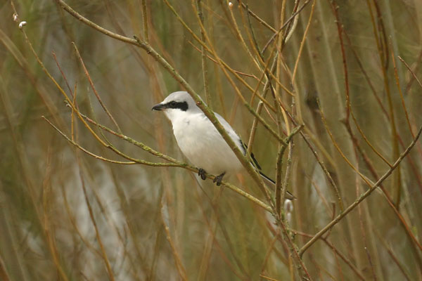 Great Grey Shrike
