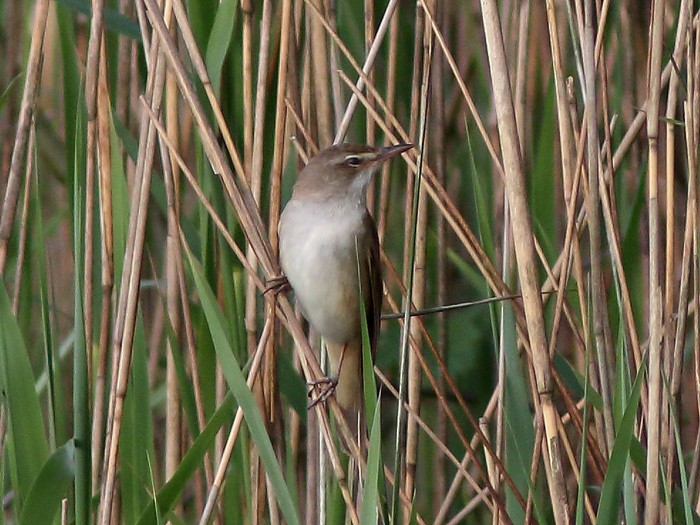 Great Reed Warbler