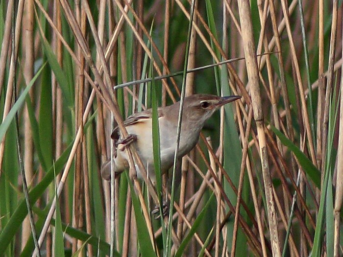 Great Reed Warbler