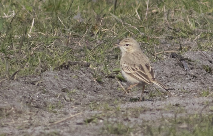 Tawny Pipit