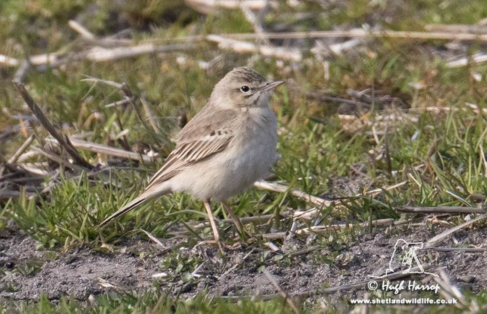 Tawny Pipit