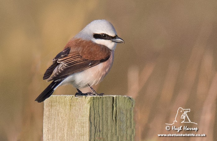 Red-backed Shrike