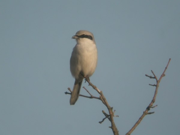 Great Grey Shrike