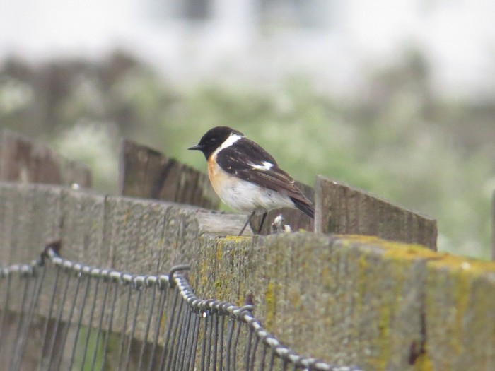 Caspian Stonechat