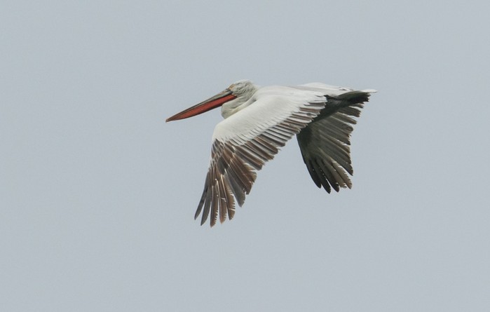 Dalmatian Pelican