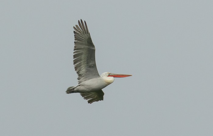 Dalmatian Pelican