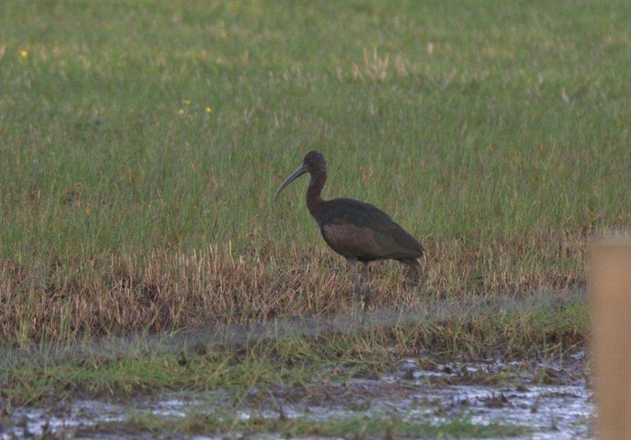 Glossy Ibis