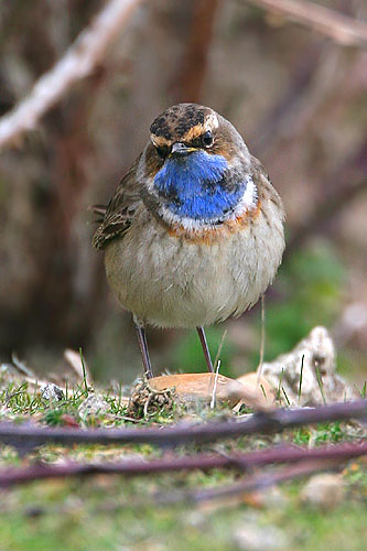 Bluethroat