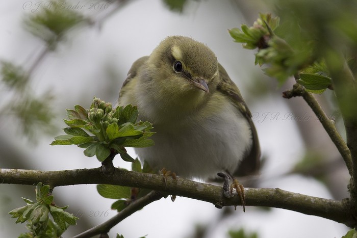 Wood Warbler