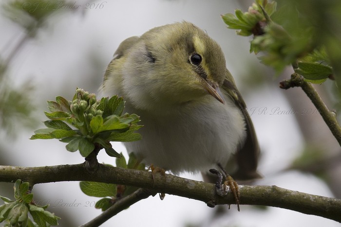 Wood Warbler
