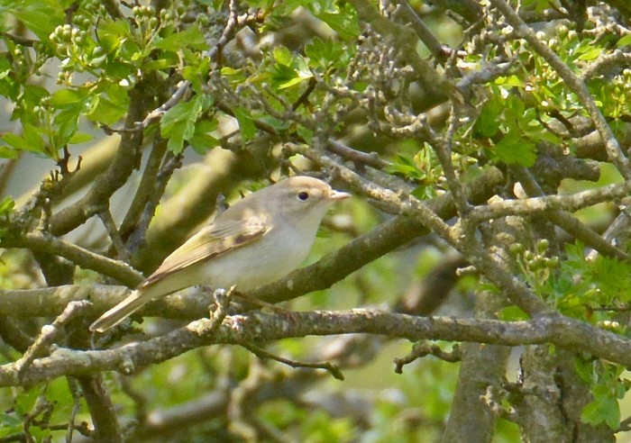 Western Bonelli's Warbler