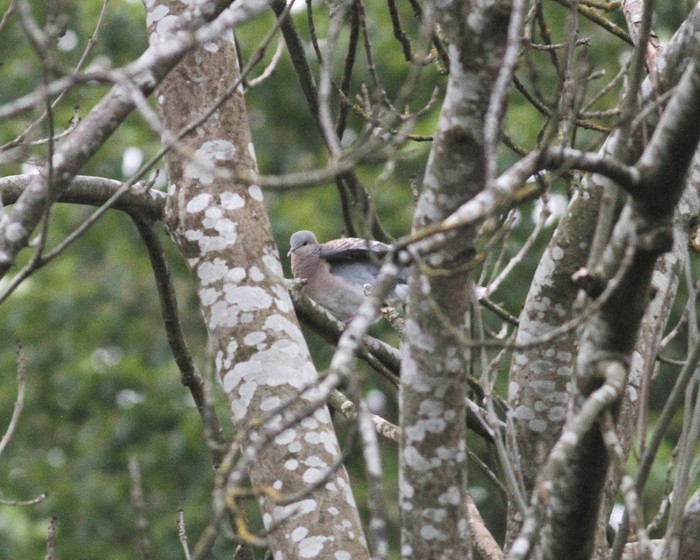 Western Rufous Turtle Dove