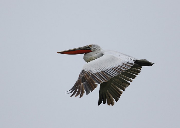 Dalmatian Pelican