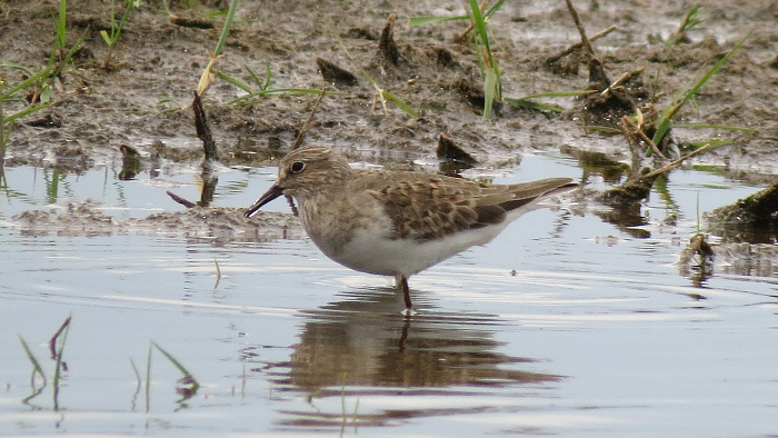 Temminck's Stint