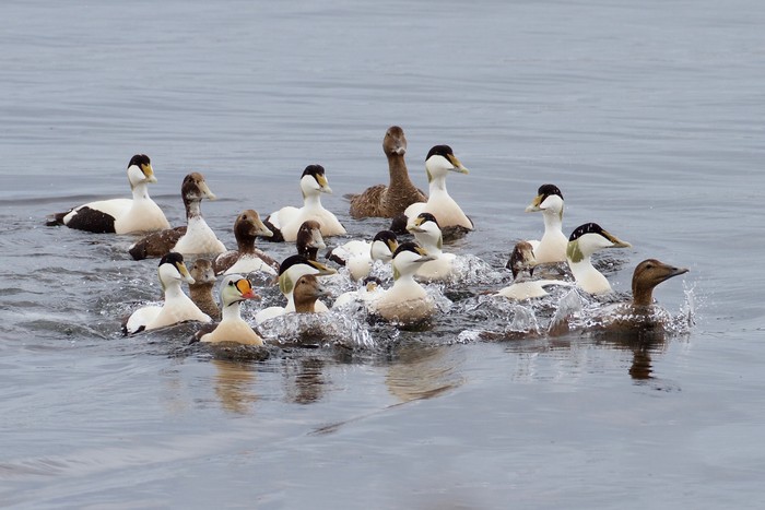 King Eider