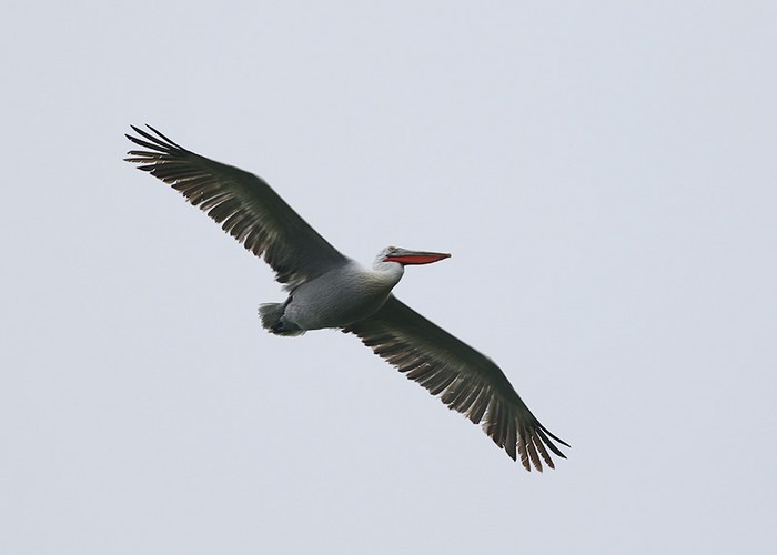 Dalmatian Pelican