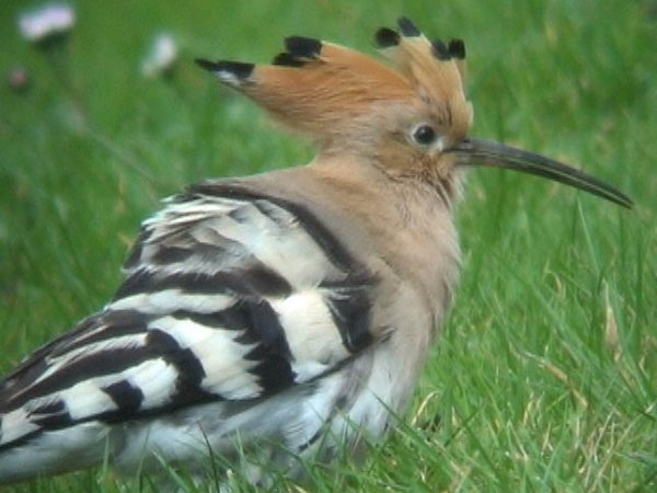 Hoopoe