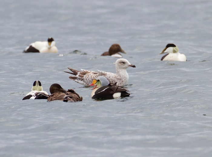 King Eider