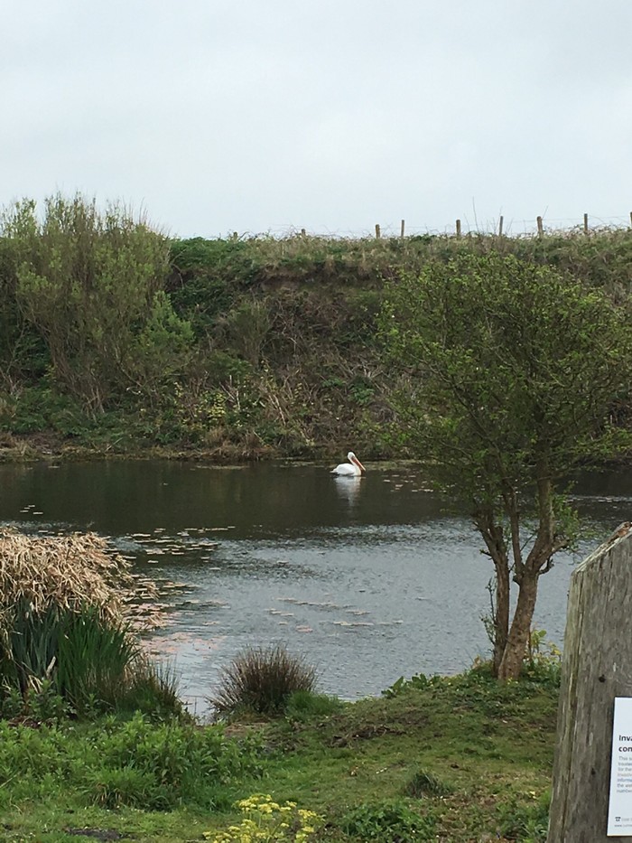 Dalmatian Pelican