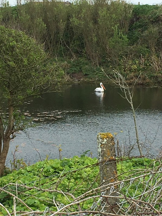 Dalmatian Pelican