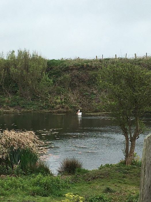 Dalmatian Pelican