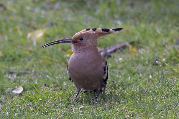 Hoopoe