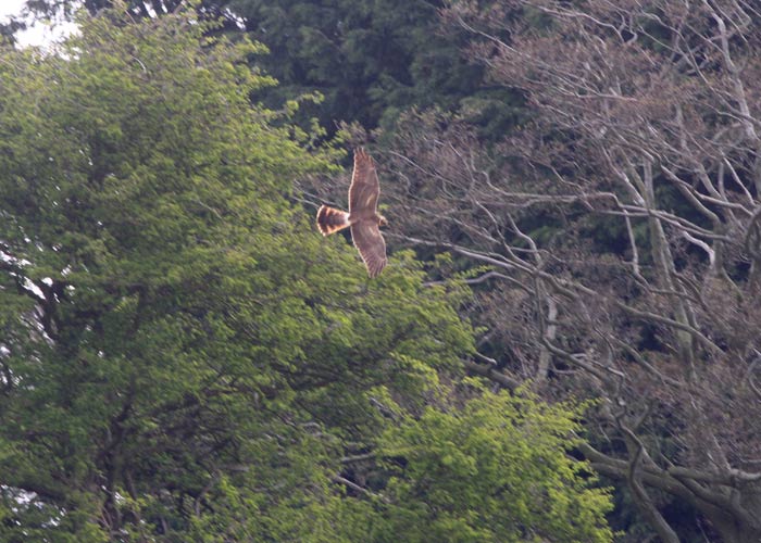 Pallid Harrier