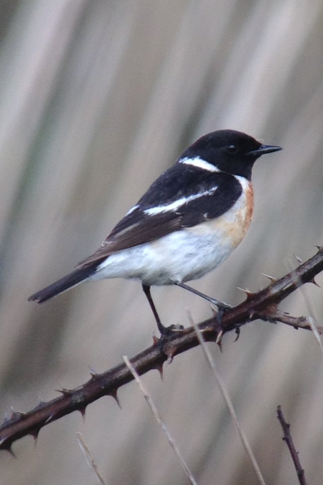 Caspian Stonechat