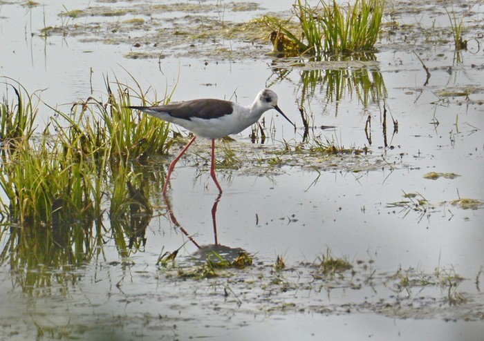 Black-winged Stilt