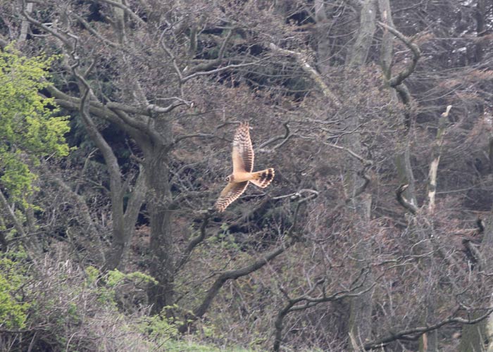 Pallid Harrier