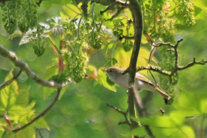 Western Bonelli's Warbler