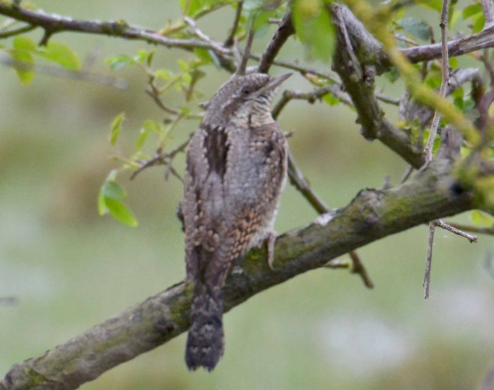 Wryneck
