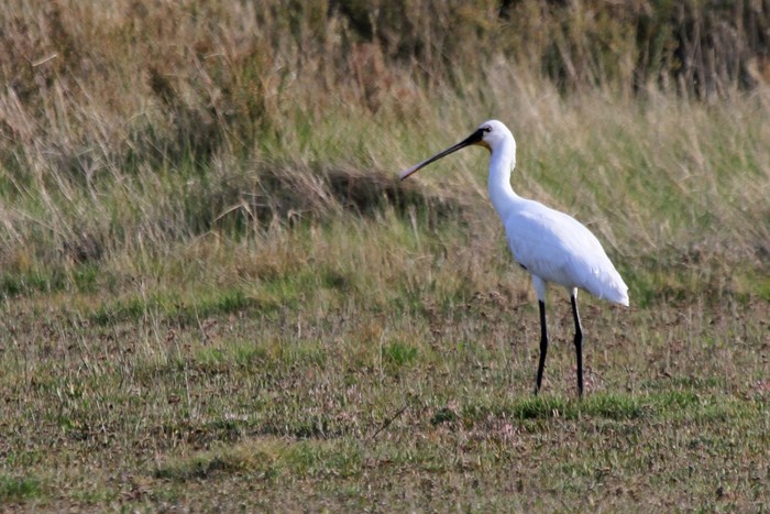 Spoonbill