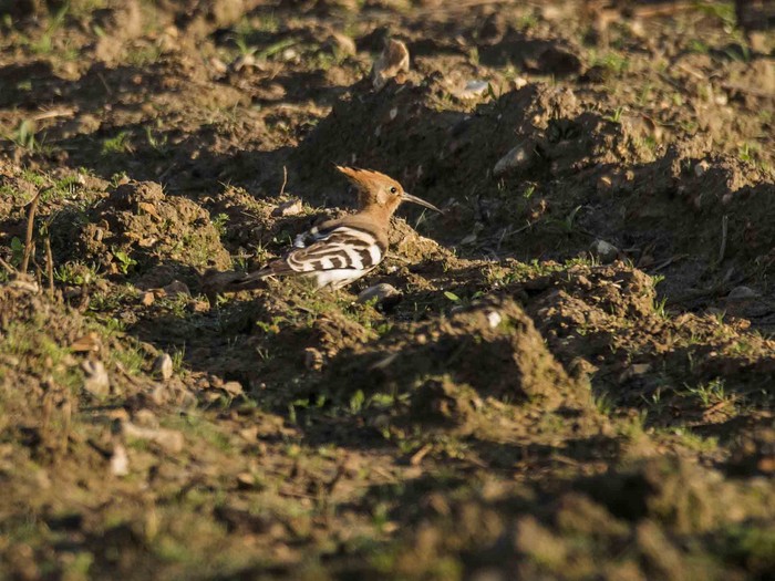 Hoopoe