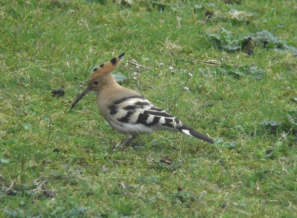 Hoopoe