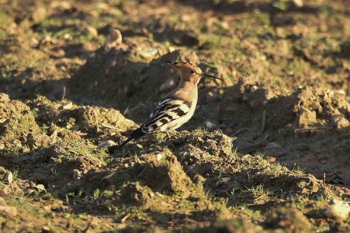 Hoopoe