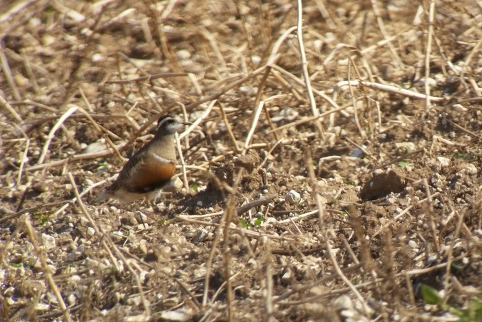 Dotterel